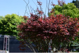 汗水浇灌劳动之花 实践筑牢育人根基 ——智慧城市学院劳动实践园圆满建成