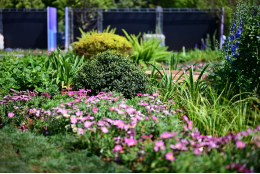 汗水浇灌劳动之花 实践筑牢育人根基 ——智慧城市学院劳动实践园圆满建成